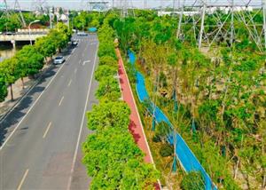 上海浦东今年建成40公里绿道 串联各类生态空间